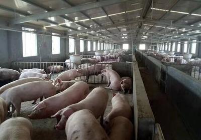 黔猪贷 助力家禽销售，激发贵州畜牧产业活力