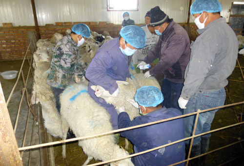 124团强化动物检疫，确保人畜安全，保障家禽销售