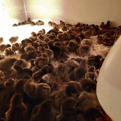 2023年9~12月肉鸡供应与价格走势分析及家禽销售建议