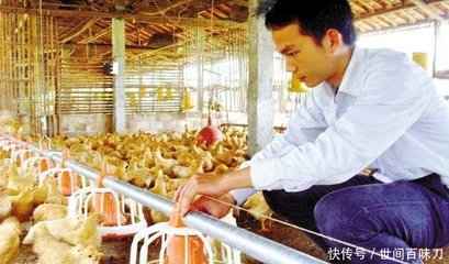 疫情下的养鸡业阵痛 十万鸡苗遭填埋，农户血本无归泪洒养殖场