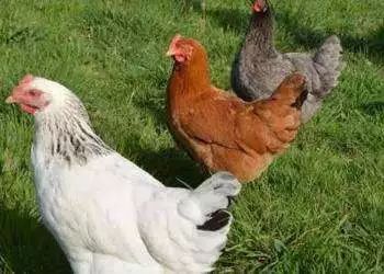 从五万元起步到京郊领军品牌 一位下岗女工的非凡创业路