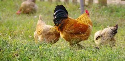 淮矿东方蓝海首届年货节火爆开场 3小时千人涌入，品牌年货家禽被抢购一空