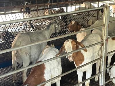 来安县张山镇 探索畜牧绿色发展新路径 多元化养殖助力乡村振兴