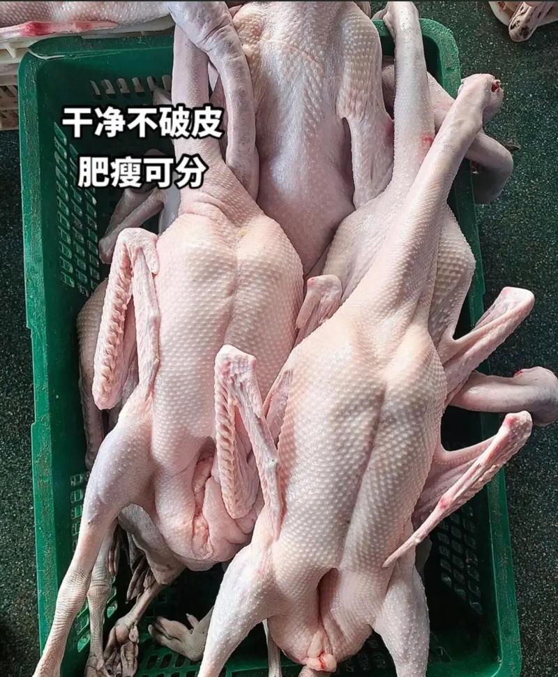 家禽生鲜销售配送 清远本地黑鬃鹅的优质供应