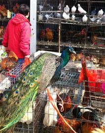 无证销售蓝孔雀 摊贩市场惊现违规交易，执法人员依法没收