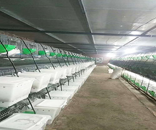 宏盛养兔厂 常德优质肉兔与家禽销售服务专家