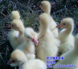 天门鸡养殖与销售 武汉瑞丰农业的商品鸡回收与家禽销售模式解析