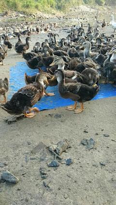 麻鸭批发市场动态 江西宜春袁州区优质麻鸭价格分析与销售前景